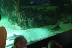 IMG_20241216_104039-Copy