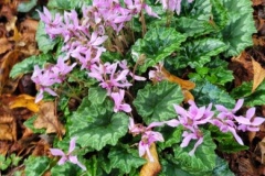 20241015_093029-Copy