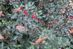 20251216_104441-Copy