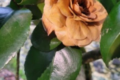 20251216_105257-Copy