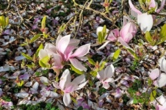 20250401_094519-Copy