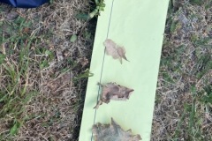 IMG_6510-Copy