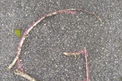 IMG_20240201_104009-Copy