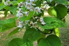 20250624_110759-Copy