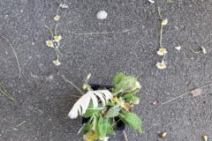 20210323_115635-Copier