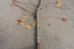 Landart