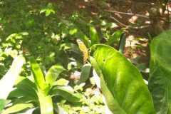 IMG-20210602-WA0004
