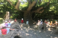 arbre-Copier